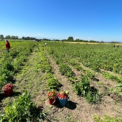 СБОР УРОЖАЯ КЛУБНИКИ В РАЙОНЕ ПРОДОЛЖАЕТСЯ